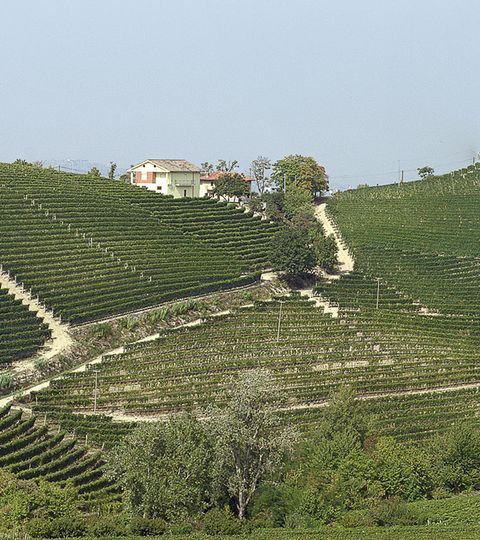 Riesiges Weinbaugebiet in Piemont.