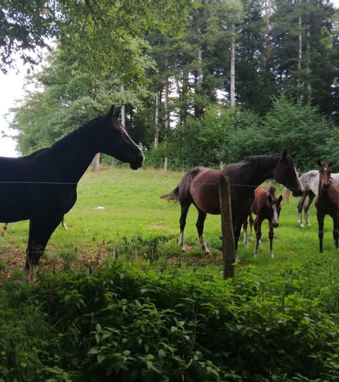 Pferde auf der Weide im Jura beobachten Planwagen von Eurotrek.