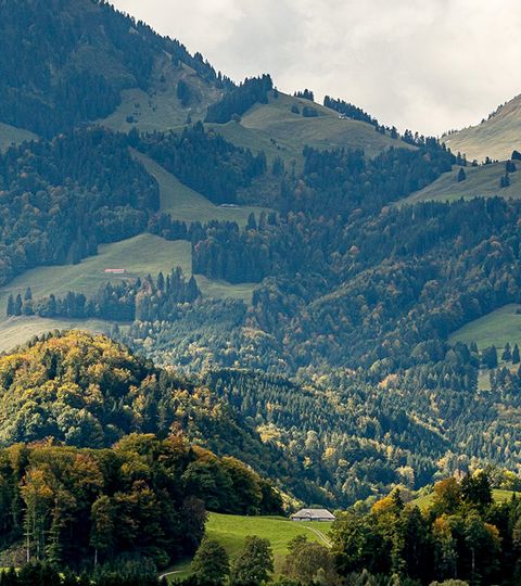 Die Separator Berglandschaft von Gruyeres in allen Grüntönen auf einem Panoramabild.