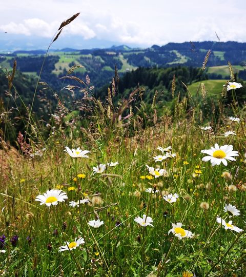 Blumenwiese im Entlebuch mit Hügellandschaft im Hintergrund