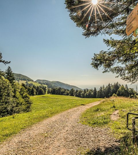 Naturbelassene Landschaften warten auf dem Jura-Höhenweg.