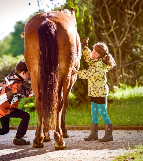 Kinder putzen das Pferd