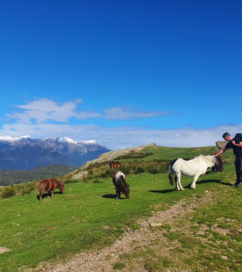Ein Wanderer streichelt ein weisses Pony auf einer Wiese in den Alpen. Im Hintergrund der Berg mit Schneebedekten Spitzen und ein strahlend blauer Himmel mit ein paar kleinen Wolken.