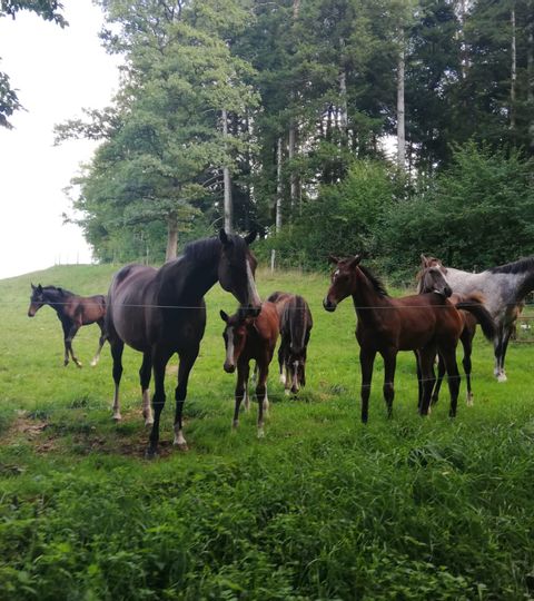 Pferde auf der Weide im Jura.