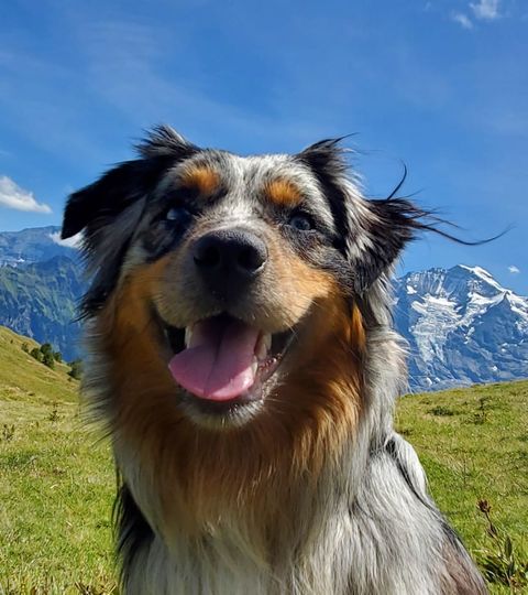 Ein Hund grinst frech in die Kamera vor einer grünen Wiese und einem Bergpanorama. 