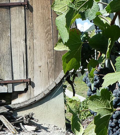 Hütte in einem Weinberg mit blauen Weintrauben.