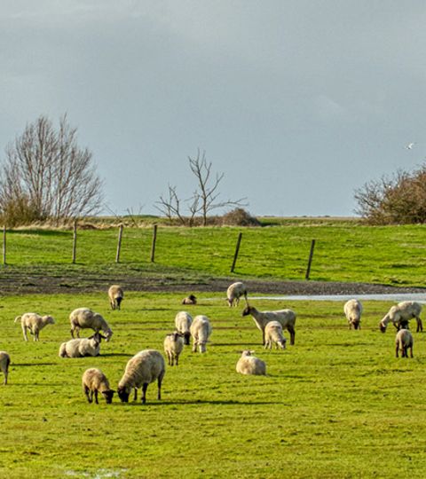Eine Schafherde steht auf einer grünen Wiese in der Normandie mit Le Mont-Saint-Michel im Hintergrund.