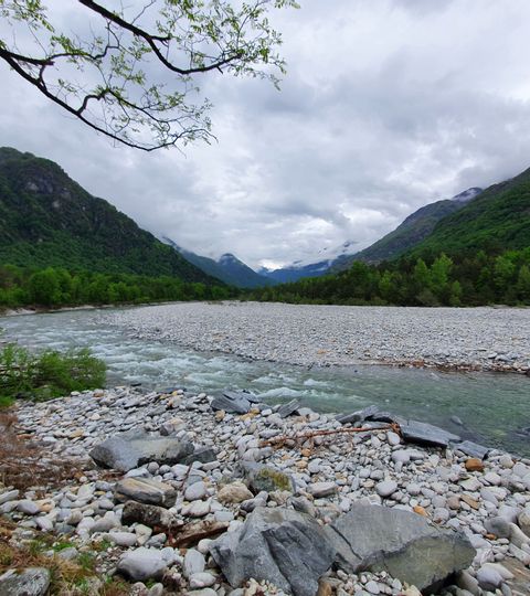 Man sieht auf den Fluss Maggia mit seinen weissen Steinen und grünen Bäumen im Hintergrund. 