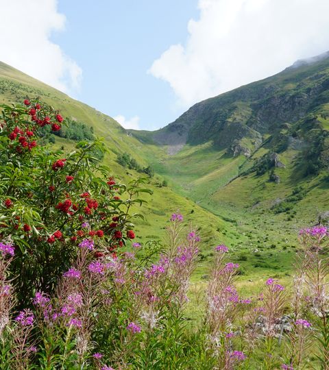 Farbige Blumen und saftig grüne Wiesen sieht man während der Mont Blanc West Tour. Wanderferien mit Eurotrek.