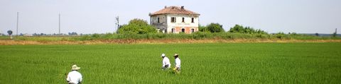Drei Reisbauer laufen in einem Reisfeld