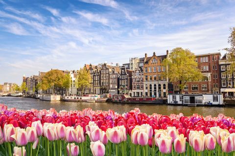 View of Amsterdam with tulips 