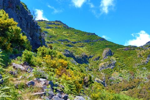 Grüne Wiesen und Bergpfade auf Madeira