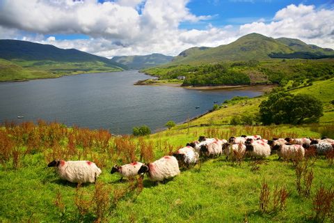 Flock of sheep on the green Island Ireland