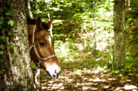 Ein Pferd, welches nur mit dem Kopf hinter einem Baumstamm in einer Waldlichtung neckisch hervor schaut.