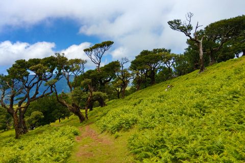 Charakteristische Vegetation auf Madeiras Wanderwegen