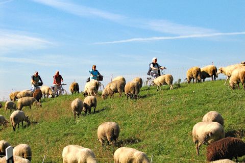 Radfahrer passieren eine Schafherde in der Nähe von Hamburg