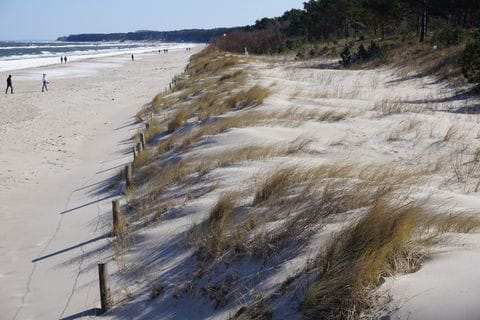 Das hohe Gras auf weissem Sand am Meer in Zinnowitz auf Usedom. 