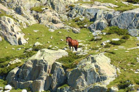 Pferd im Gebirge der Pyrenäen