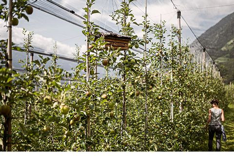 Klassische Apfelplantage im Südtirol