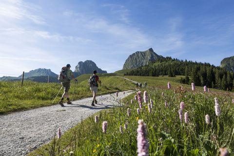 Wanderung auf den Gurnigel entlang einer alpinen Blumenwiese.