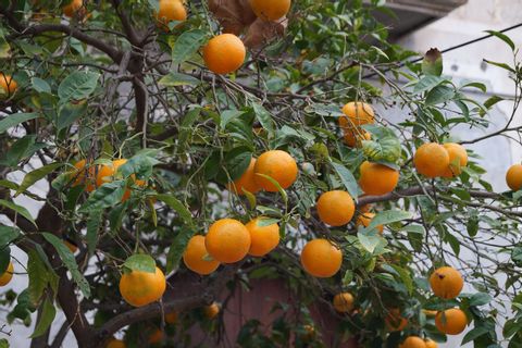 EIn Baum mit Orangen in Mallorca auf der Finca Wanderung. 