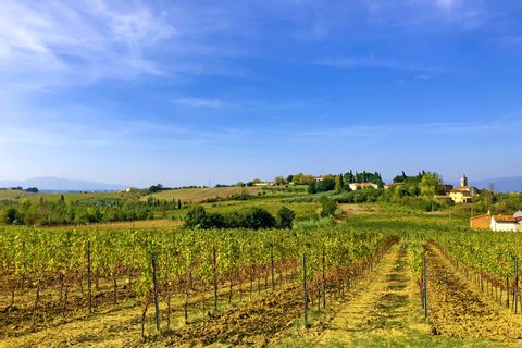 Weingarten in der Gegend von Montecatini