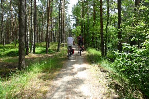Schöner Waldradweg Richtung Danzig