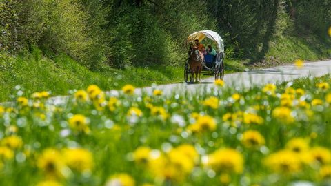 Ein Planwagen fährt auf einer Strasse durch die ruhige Natur des Kanton Juras.