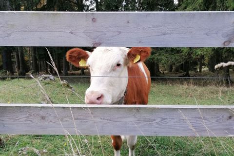 Eine Kuh blickt durch zwei Holzlatten hindurch. 