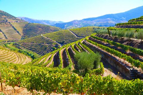 Rolling hills with green vineyards next to the hiking trails in Douro area