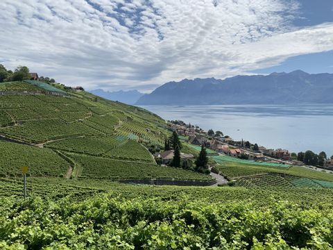 Weinbaugebiet Lavaux mit Genfersee