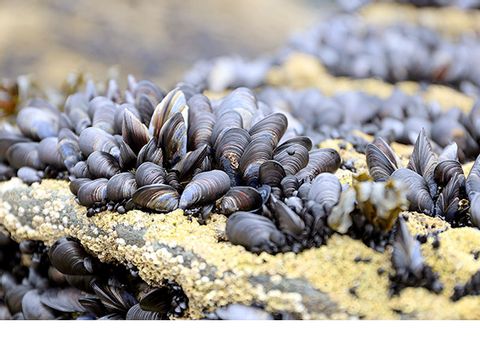 Cornish mussels.