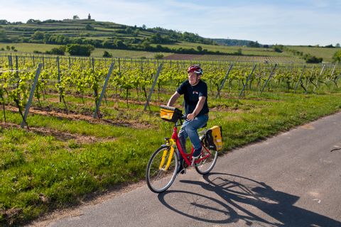 Radweg durch die Pfälzer Weinregion