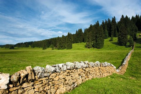 Eine kleine Steinmauer verläuft über eine grüne Wiese mit Wald im Hintergrund. 