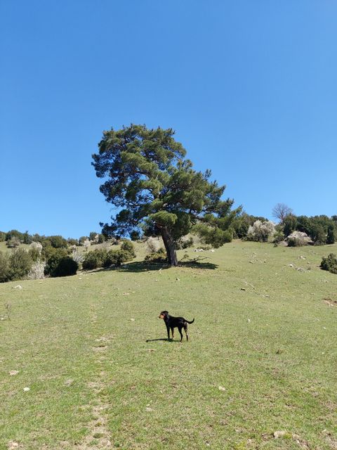 Auf einer Wiese befindet sich ein kleiner Hund vor einem grossen Baum im Hintergrund 