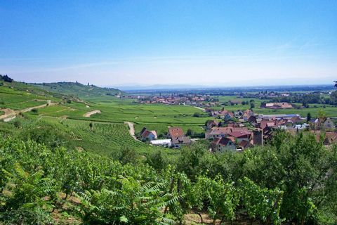 Traumhafter Ausblick auf die Weinfelder während der Wanderung