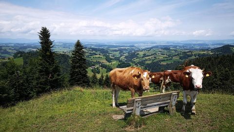 Cows in front of a bench, where you get a panoramic view of the surroundings