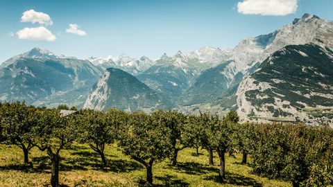 Eine Wiese mit Apfelbäumen vor den Bergen von Chemin des bisses unter einem strahlend blauen Himmel.