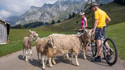 Un couple de VTTistes rencontre une famille de chèvres au milieu de la route.