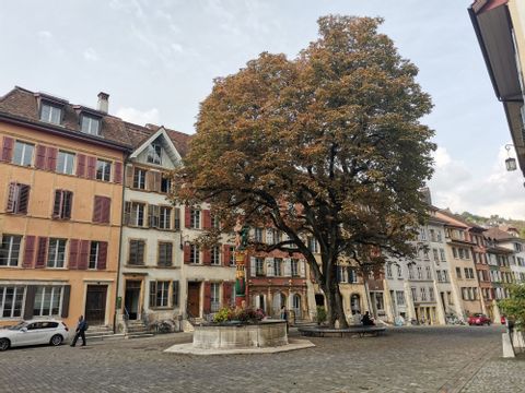 Grosser Baum in Bieler Altstadt und charmanten Häusern im Hintergrund. 