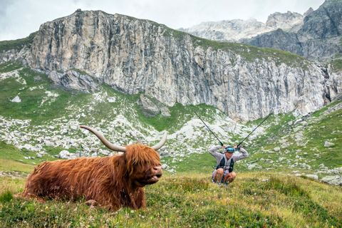 Un coureur de trail fait une pause, au premier plan un bovin des Highlands, devant une paroi rocheuse dans les Grisons.