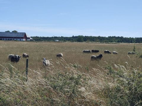 Ein Feld mit Schafen in Gotland. 