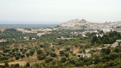 Ein traditionelles Dorf ist umgeben von vielen Olivenbäumen in Apulien in Italien.