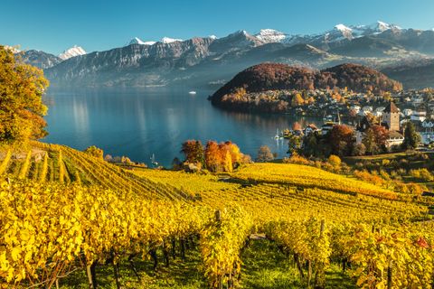 Dreamlike mountains in the background. A vineyard in autumnal colours in front and a calm blue lake in between.