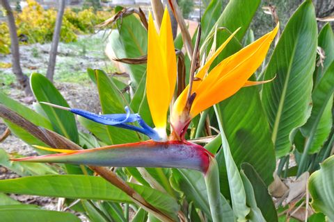 Traumhafte Blumenvielfalt auf Teneriffa wandern erleben