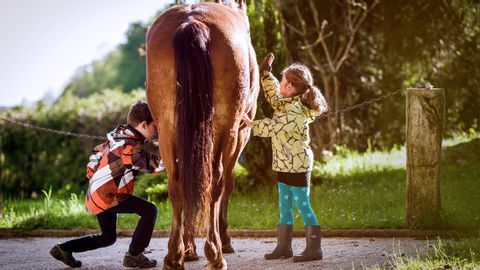 Un cheval marron vu de dos, pansé par une petite fille et un garçon.