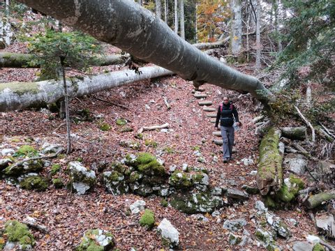 Ein von Blätter bedeckter Wald mit einem grossen Baumstamm, der eine Wanderin umgehen muss. 