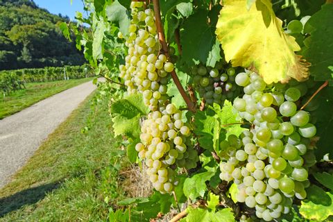 Wanderweg mit Weinrebe am Welterbesteig Wachau