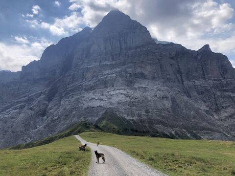 Zwei Hunde befinden sich auf einem Kiesweg vor einer Felswand, die zu einem Gletscher, der grossen Scheidegg gehört.