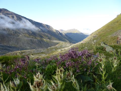 Zauberhafte alpine Blumenwiese.